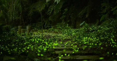 2026碧潭賞螢全攻略！搭人力擺渡船尋訪和美山螢光秘境，限額100名免費體驗。