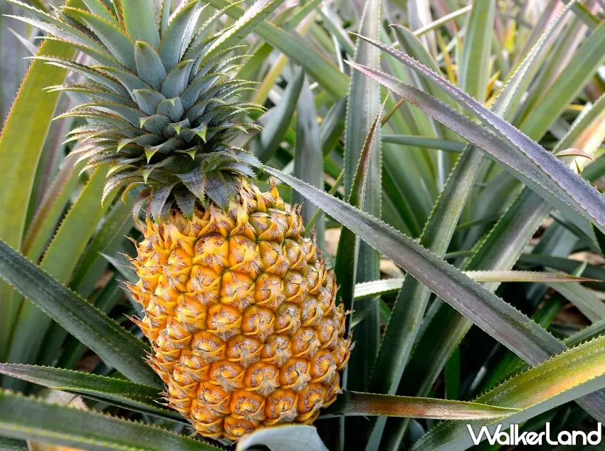 ▲台南關廟與屏東潮州金鑽鳳梨，嚴選金鑽鳳梨果肉細緻多汁且果心柔嫩，空運直送日本推薦價1,350元、香港1,800元 。圖／Breeze Super提供；窩客島整理