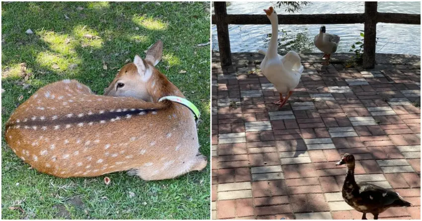 ▲「梅花鹿公園」不只能近距離和溫馴梅花鹿互動，園區裡還能遇見鴨子、鵝等可愛動物，散步拍照超吸睛。