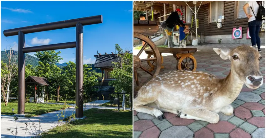 ▲來到鹿野，除了必看熱氣球嘉年華，梅花鹿公園的療癒互動、鹿野神社的靜謐風景，都是旅程中值得一訪的人氣景點。