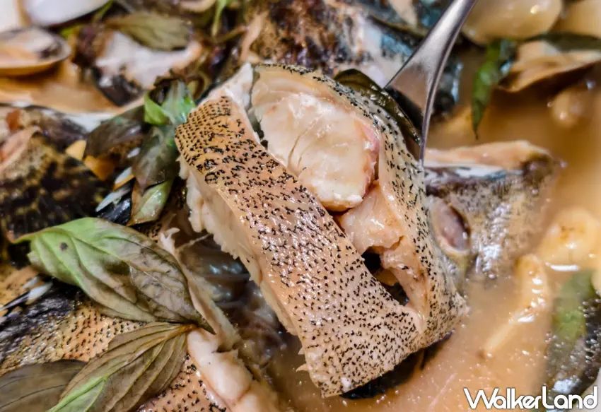 ▲「蒜味鮮蛤活石斑魚」選用體型碩大的石斑入菜，肉質細緻滑嫩且富含膠質。（美食好芃友提供）