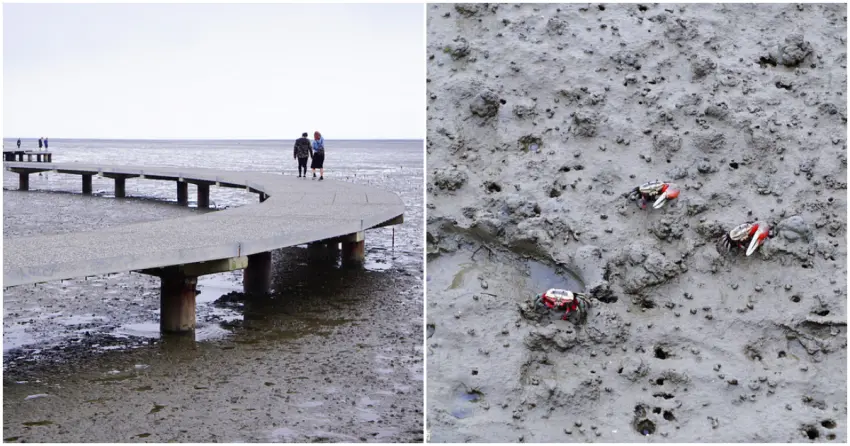 ▲退潮時的香山濕地能近距離觀察招潮蟹在泥灘上穿梭活動，相當特別的生態體驗值得一訪。