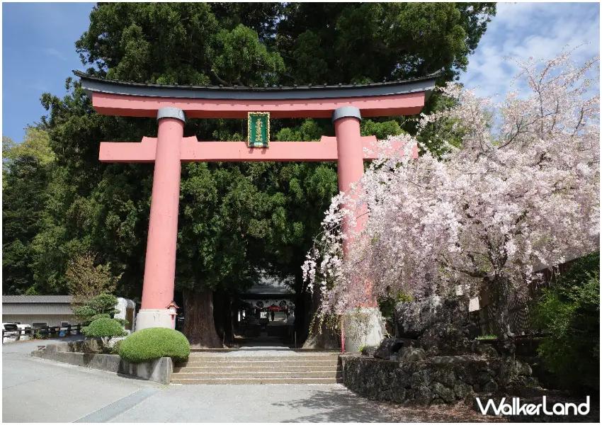 ▲擁有千年歷史的「河口淺間神社」，沿途可見高聳神木與靜謐參道，氛圍莊嚴平靜。