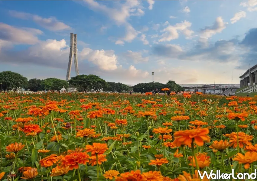 ▲金色織毯閃耀河濱公園，萬壽菊與遠方地標大橋交織绝美構圖。