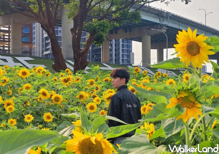 ▲向日葵花海活力綻放，走進向日葵花田捕捉最吸睛的金色春光。