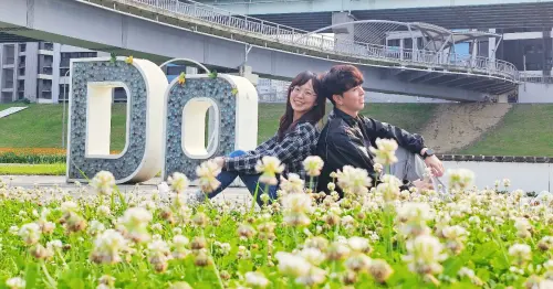 三重花海免費拍！3公頃向日葵花海大爆發，加碼夢幻白雪花毯。