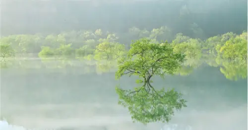 日本隱藏秘境！山形白川湖水沒林夜間點燈，國家地理雜誌點名2026必去，一年只開放2個月。