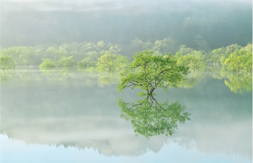 ▲每年4月起，春初融解的雪水將流入白川湖，整座湖泊會因此迎來滿水期， 白柳樹宛如生長於水中，看起來如夢似幻。