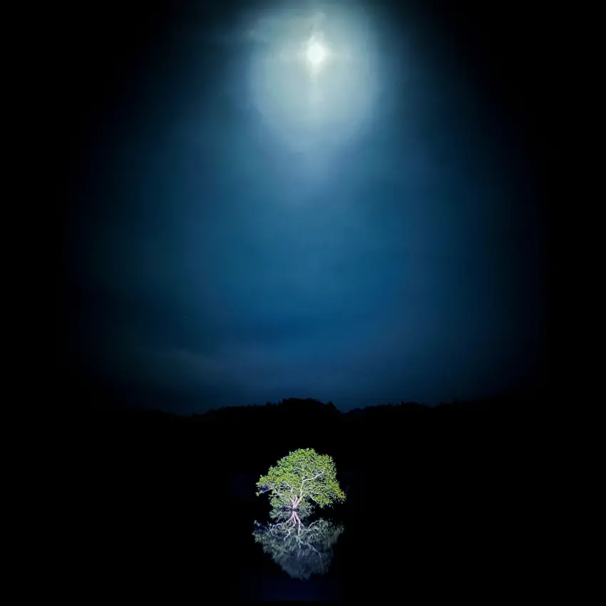 ▲白川湖的象徵樹「一本柳」周邊及白川莊後方的階梯附近。