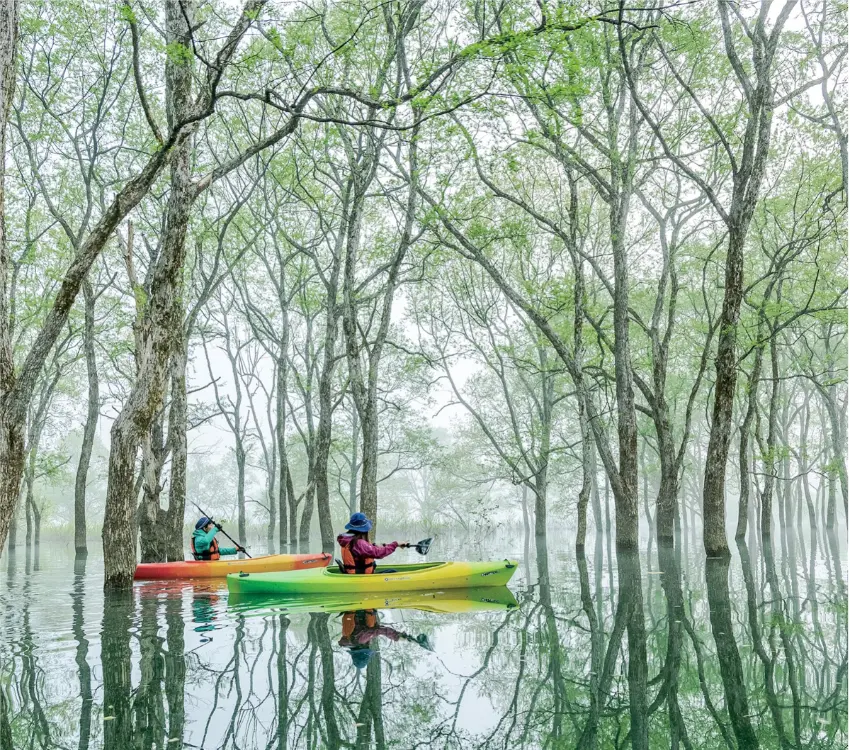 ▲4月中旬至5月下旬則進入著名的「綠色水沒林」時期白柳開始萌芽。