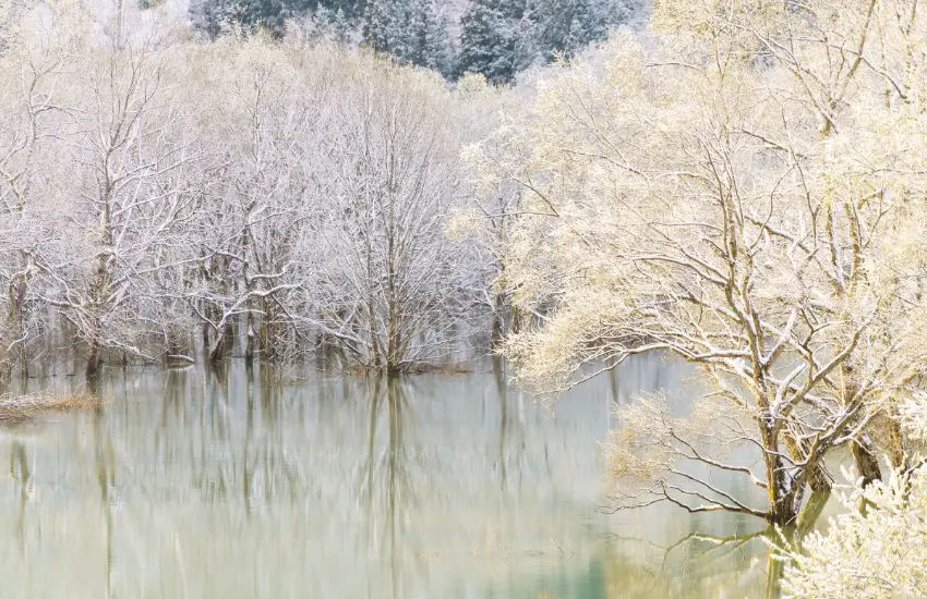 ▲綠色水沒林時期白柳開始萌芽，湖面映照出濃郁的綠色光輝。