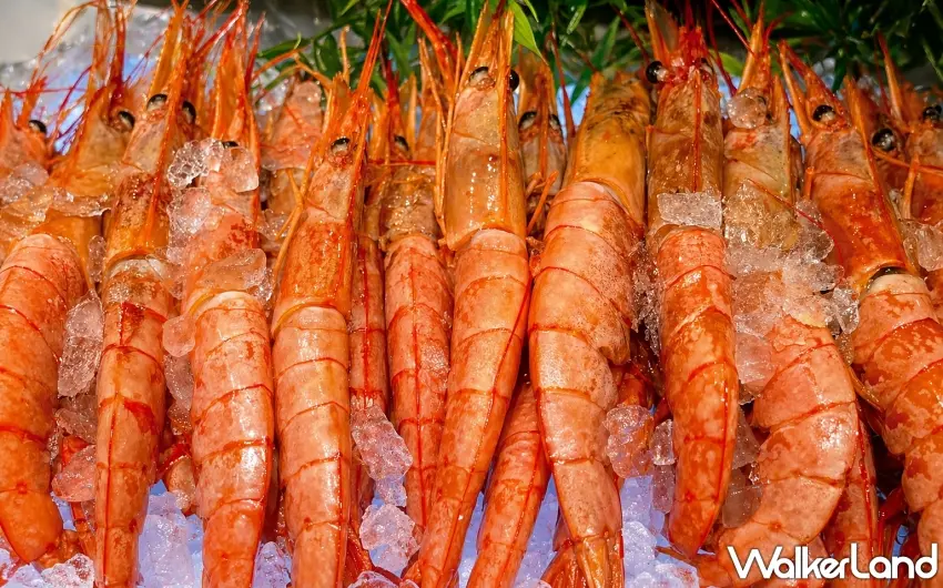 ▲自助百匯提供生食級天使紅蝦等異國風味料理無限供應，與母親共享節事美味 。 圖／台北八里福朋喜來登酒店提供；窩客島編輯李維唐整理