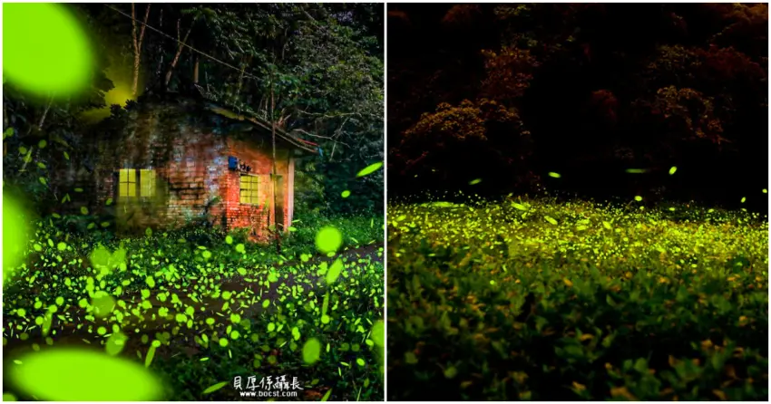 ▲全台各地賞螢勝地各有特色，從山林到平地都能欣賞不同型態的螢火蟲景觀，獨特的夜間魅力值得探訪。