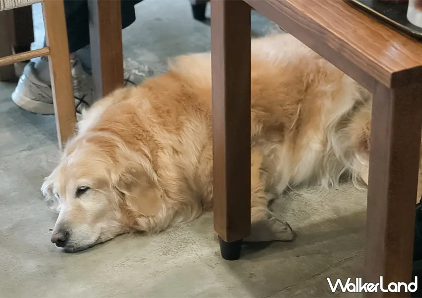 ▲店狗黃金獵犬 Nana 性格親人溫順是店內的超人氣明星（攝影：蕭芷琳）