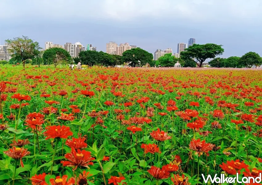 ▲盛開的紅色百日草花海與三重城市天際線相互輝映。展現出城市綠洲的獨特魅力。