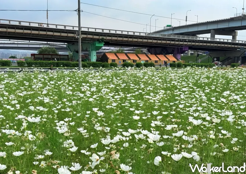 ▲大波斯菊白色花海在新北大都會公園隨風搖曳。為三重河濱公園增添一抹清新氣息。