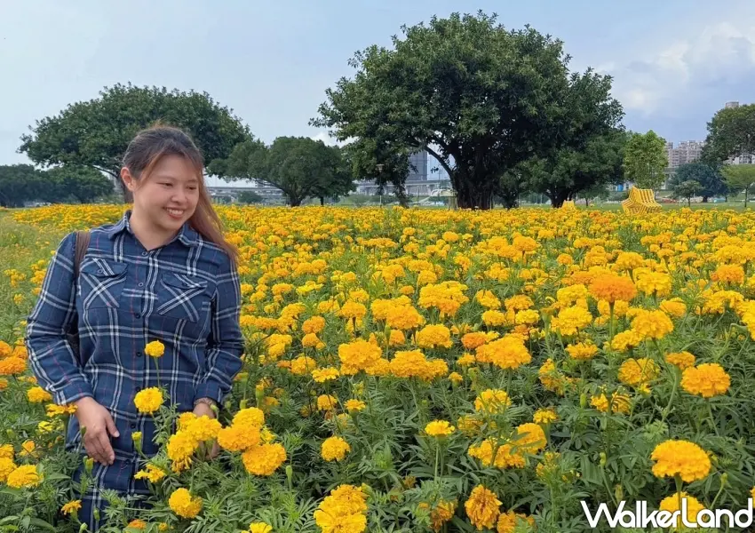 ▲漫步在三重幸福水漾園區的萬壽菊叢中。體驗被三公頃浪漫花海包圍的幸福感。