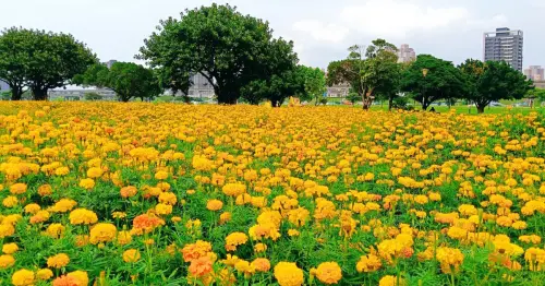 三重人專屬後花園！3公頃花海免費拍到五月底，搭捷運衝新北大都會公園。