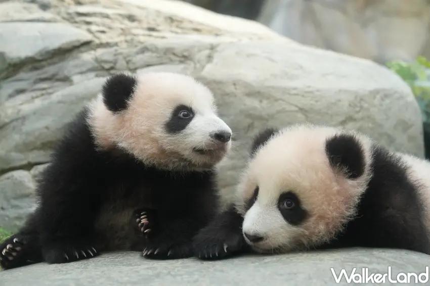 ▲香港海洋公園推出夏日活動與聯名企劃，結合園區設施，打造多元娛樂體驗，吸引粉絲規劃行程。