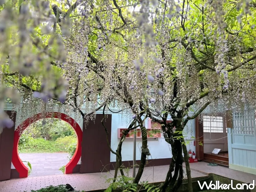 ▲阿里山國家森林遊樂園區慈雲寺紫藤花期即將結束，吸引遊客把握最後觀賞機會。 圖／阿里山賓館提供；窩客島編輯李維唐整理