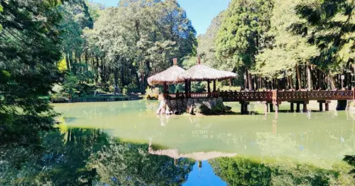 走進海拔2200公尺的森林秘境！阿里山暑假親子遊全攻略，搭福森號檜木列車入住阿里山賓館享8折禮遇。