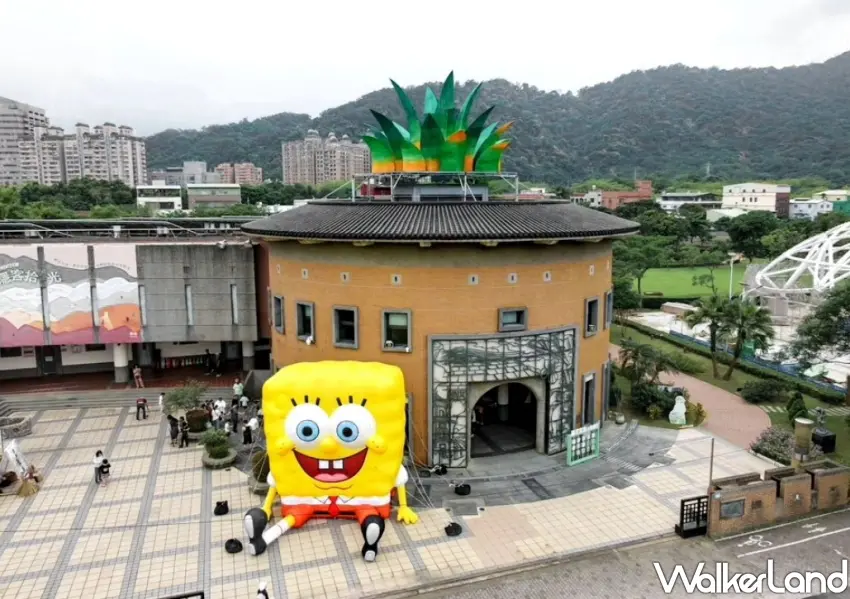 ▲客家圓樓變身巨大鳳梨屋，海綿寶寶驚喜降臨三峽，超萌期間限定打卡點要朝聖。