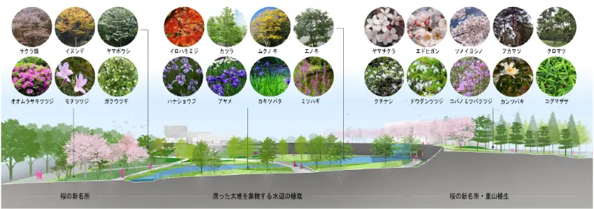 ▲種植 23 棵不同品種的櫻花外,還搭配了花菖蒲、杜鵑等日本傳統花卉。