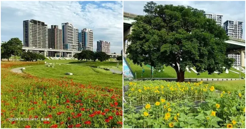 ▲「新北大都會公園」每年春季都會迎來限定花海景色，成為近期人氣賞花打卡熱點。