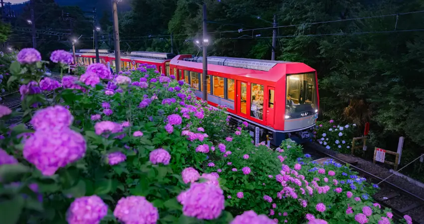 ▲這段路線因為沿線開滿繡球花,又稱為夏季的繡球花夜行電車。