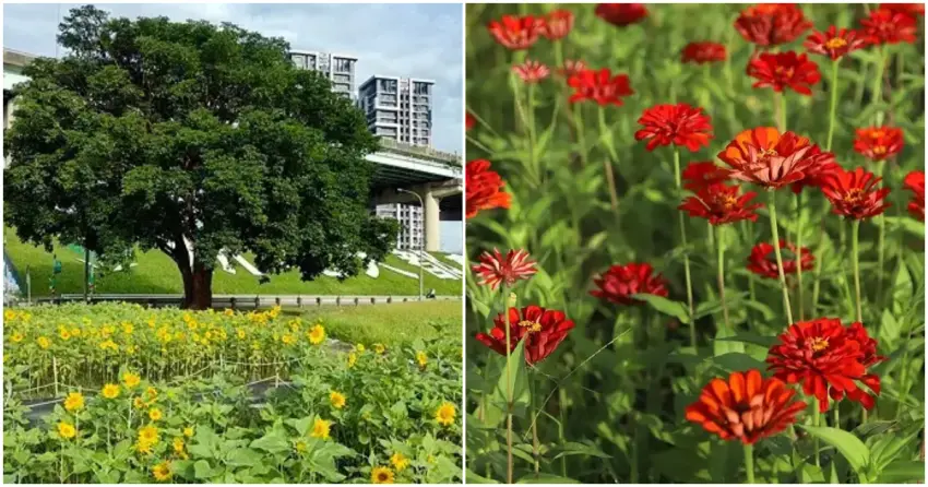 ▲「新北大都會公園」目前正值花海最佳觀賞期，想賞花拍美照的旅人記得把握時間。