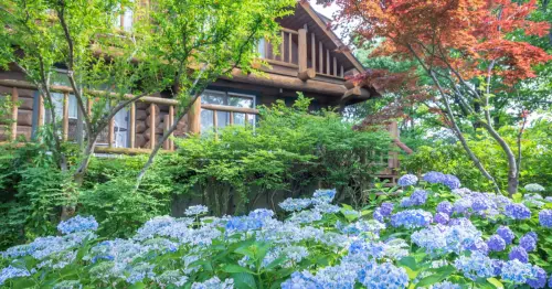 大阪舞洲繡球花季5月23日登場，百種繡球花、夕陽百選、星空住宿在大阪花園度假飯店The Day Osaka。