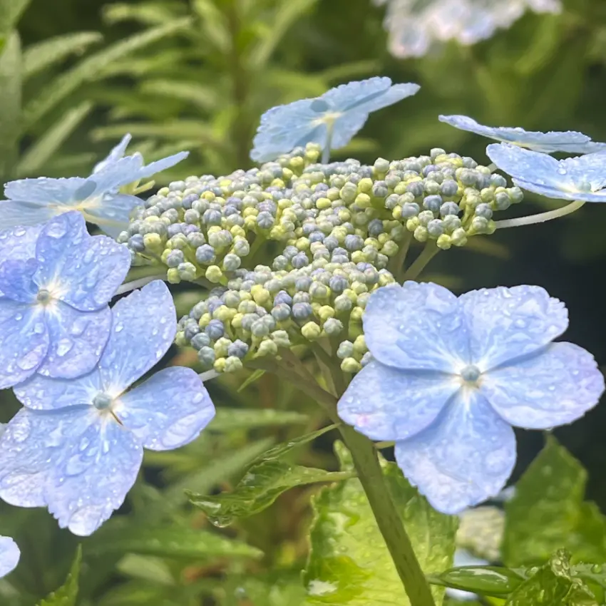 ▲約100品種繡球花妝點的花園中，能比較色彩形狀差異漫步其中。