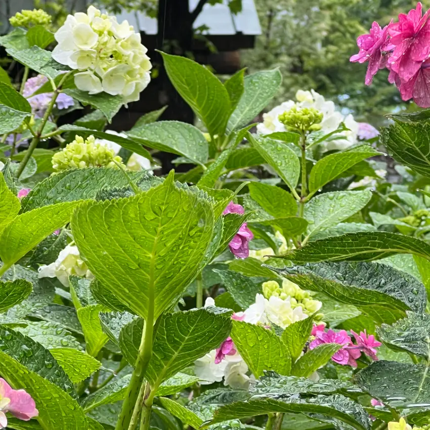 ▲淋雨後繡球花色彩更加深邃，轉為濕潤表情。