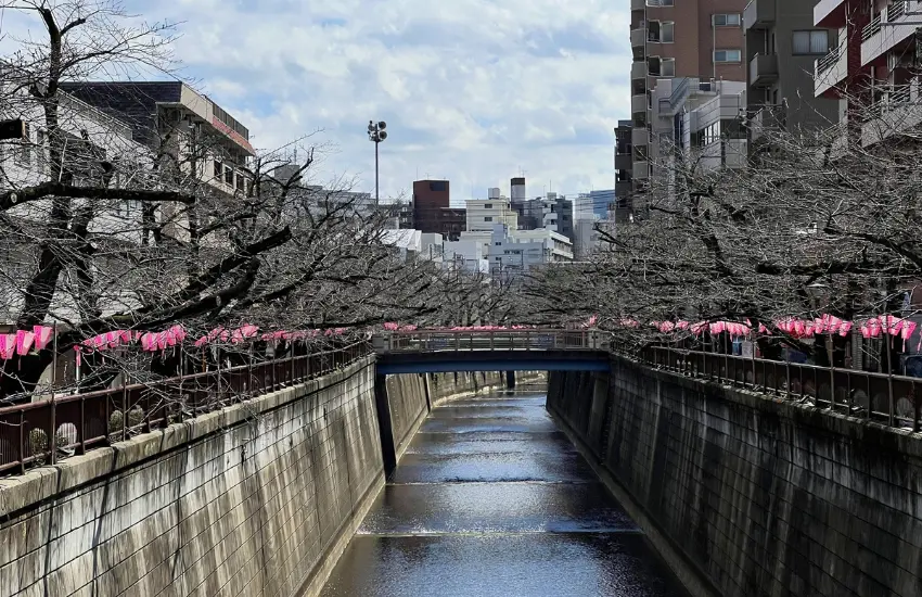 ▲順著水流聲與櫻花枝頭,一步步把人帶向目黑川。