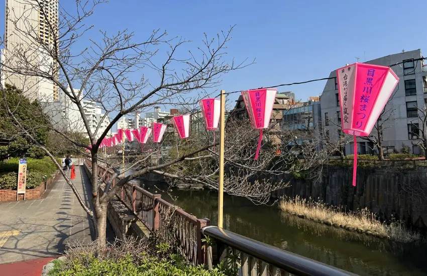 ▲著名的賞櫻路段,櫻花沿著河道規律綻放,枝影與水面交錯,形成一條延伸視線的粉色廊道。