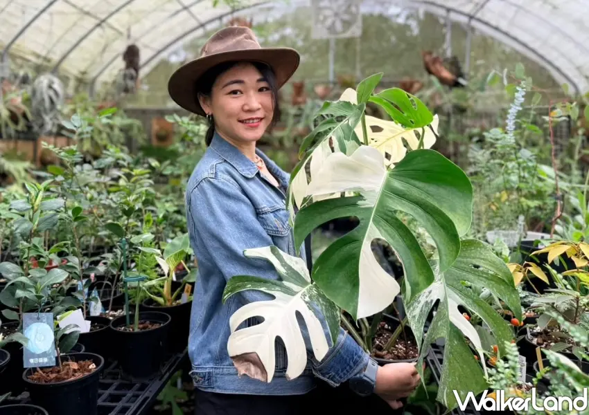 ▲職人推薦必收藏的白斑龜背芋，獨特斑紋吸引大批植友朝聖，打造居家森林感。