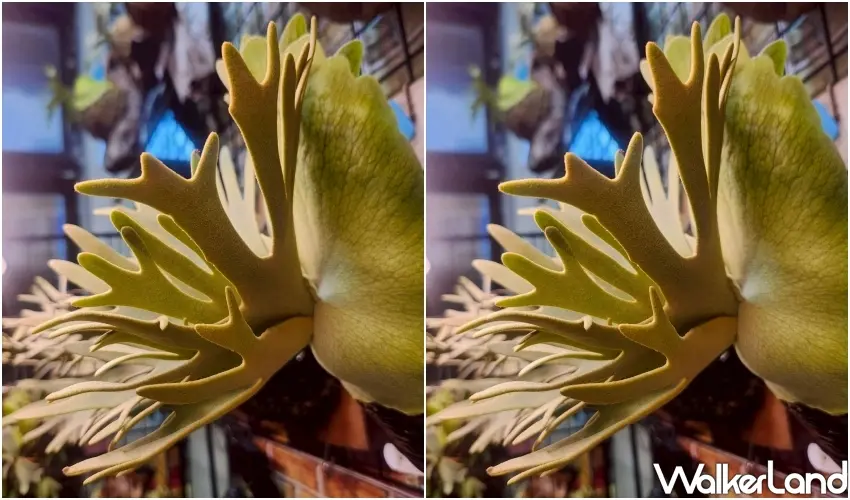 ▲5/16、5/17限定2026植愈蒔光節快閃淡水河畔，植物控要來逛。