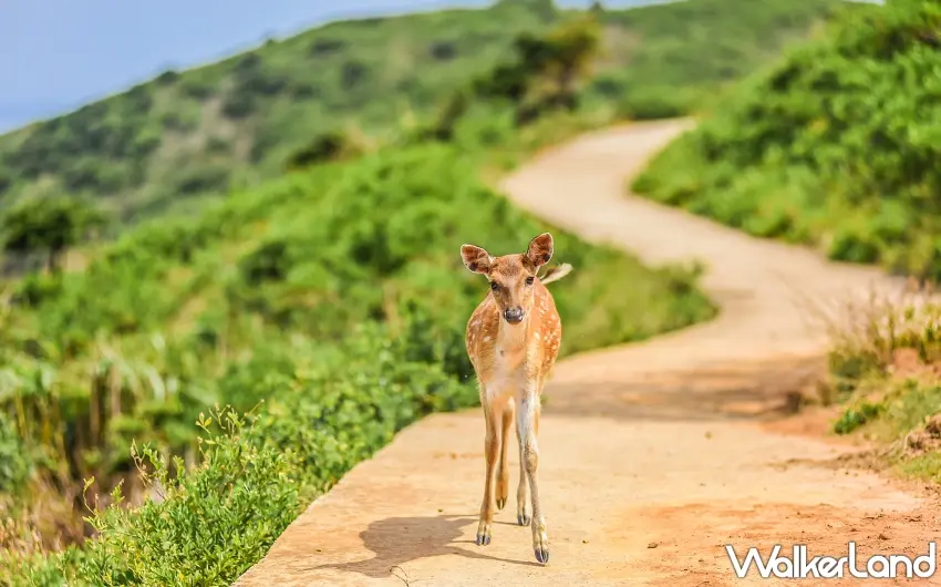 ▲搭乘快輪前往大坵島，可近距離觀察可愛的梅花鹿，體驗離島尋鹿樂趣 。圖／ezfly易飛旅遊提供；窩客島編輯李維唐整理