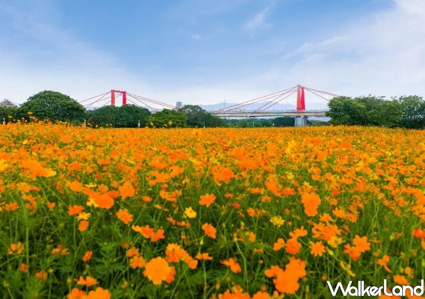 ▲橘色波斯菊花海與新北光雕大橋互相輝映,展現板橋一日遊的壯麗風光。