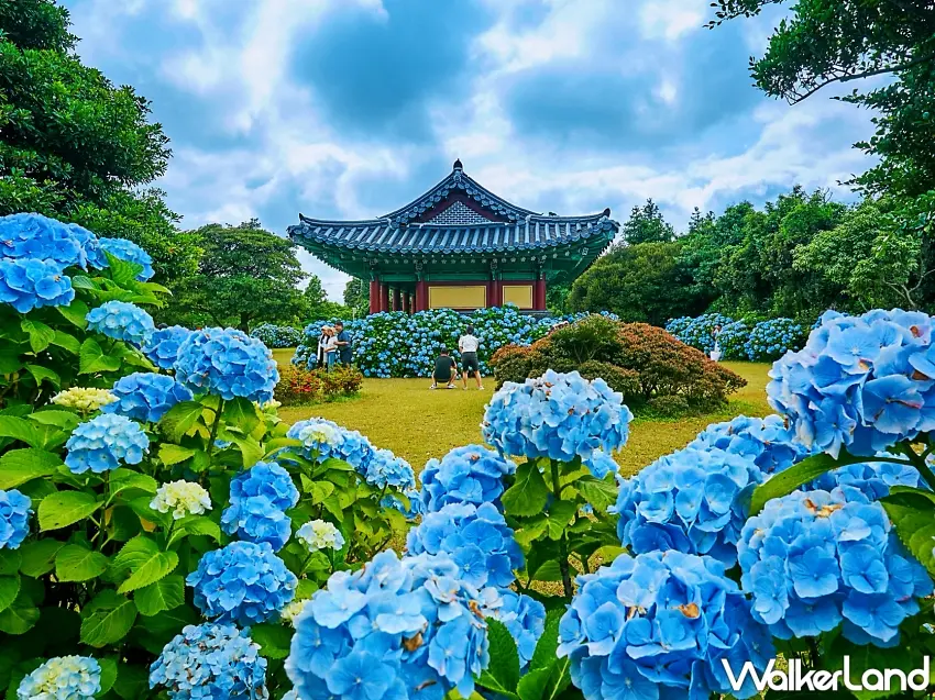 ▲韓國濟州島正逢夏日繡球花季，滿山滿谷綻放的湛藍花海與傳統韓式涼亭交織出極具浪漫氛圍的網美打卡景點。圖／可樂旅遊提供；窩客島編輯李維唐整理
