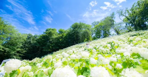 東京出發1小時抵達30,000株繡球花秘境，純白雪山超夢幻，附交通方式與溫泉套票資訊。