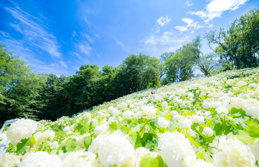 ▲秋川溪谷繡球花祭預估將有超過3萬株繡球花同時盛開。