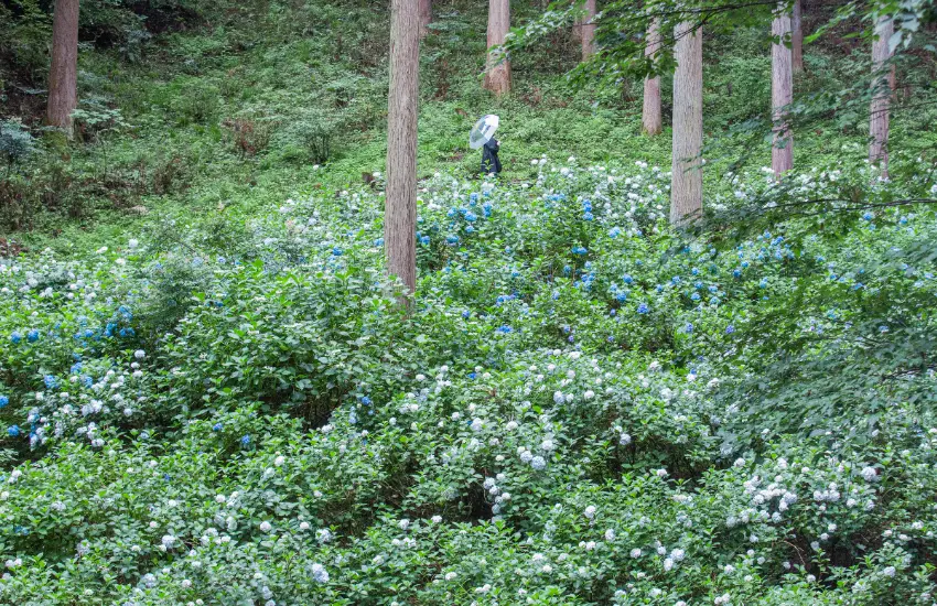▲兩座花山均設有限定美食攤位,包括繡球花義式冰淇淋、繡球花霜淇淋、繡球花刨冰、繡球花茶、繡球花手工啤酒。