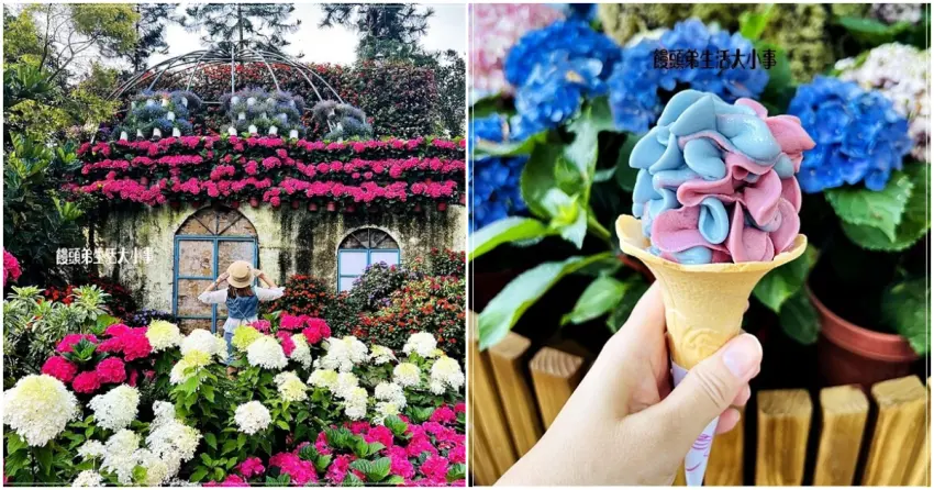 ▲「花露農場」一年四季都有不同花卉，其中又以繡球花最受歡迎，高顏值的繡球花冰淇淋好吃又好拍。