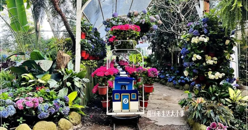 ▲「花露農場」的小火車是園區內的必拍亮點，穿梭花海時宛如走入童話世界，大人小孩都搶著搭一圈。