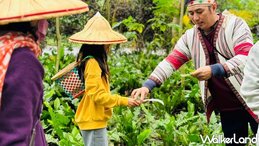 ▲參加後山蕨起山蘇DIY遊程，在導覽員帶領下戴上編織草帽深入林間，親自學習體驗採收山蘇，感受最接地氣的花蓮地方農作文化。圖／福容大飯店提供；窩客島編輯李維唐整理