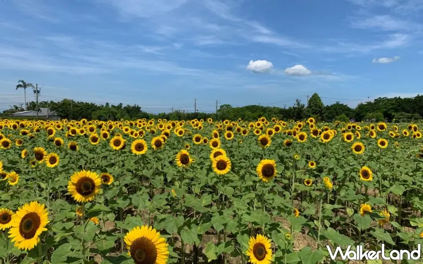 ▲向陽休閒農場呈現一望無際的金黃色向日葵花海。圖/向陽休閒農場提供;窩客島整理