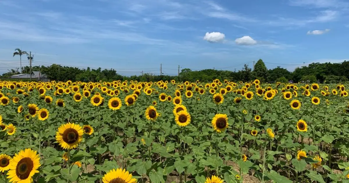 桃園向陽農場200公分巨無霸花海開放採摘！18000坪黃金花海與親子螯蝦體驗一日遊全攻略。