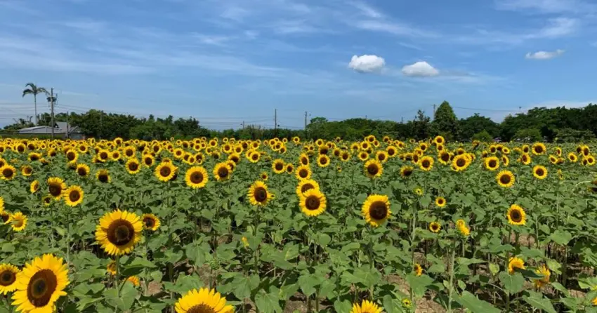 桃園向陽農場200公分巨無霸花海開放採摘！18000坪黃金花海與親子螯蝦體驗一日遊全攻略。