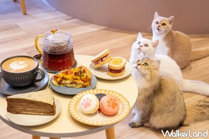 ▲前往貓咪主題咖啡廳擼LALA Sweets消費可享受雙人下午茶,完成打卡任務還能免費獲得隨機口味的精緻貓掌馬卡龍乙份,圖/宜蘭綠舞國際觀光飯店提供;窩客島編輯李維唐整理